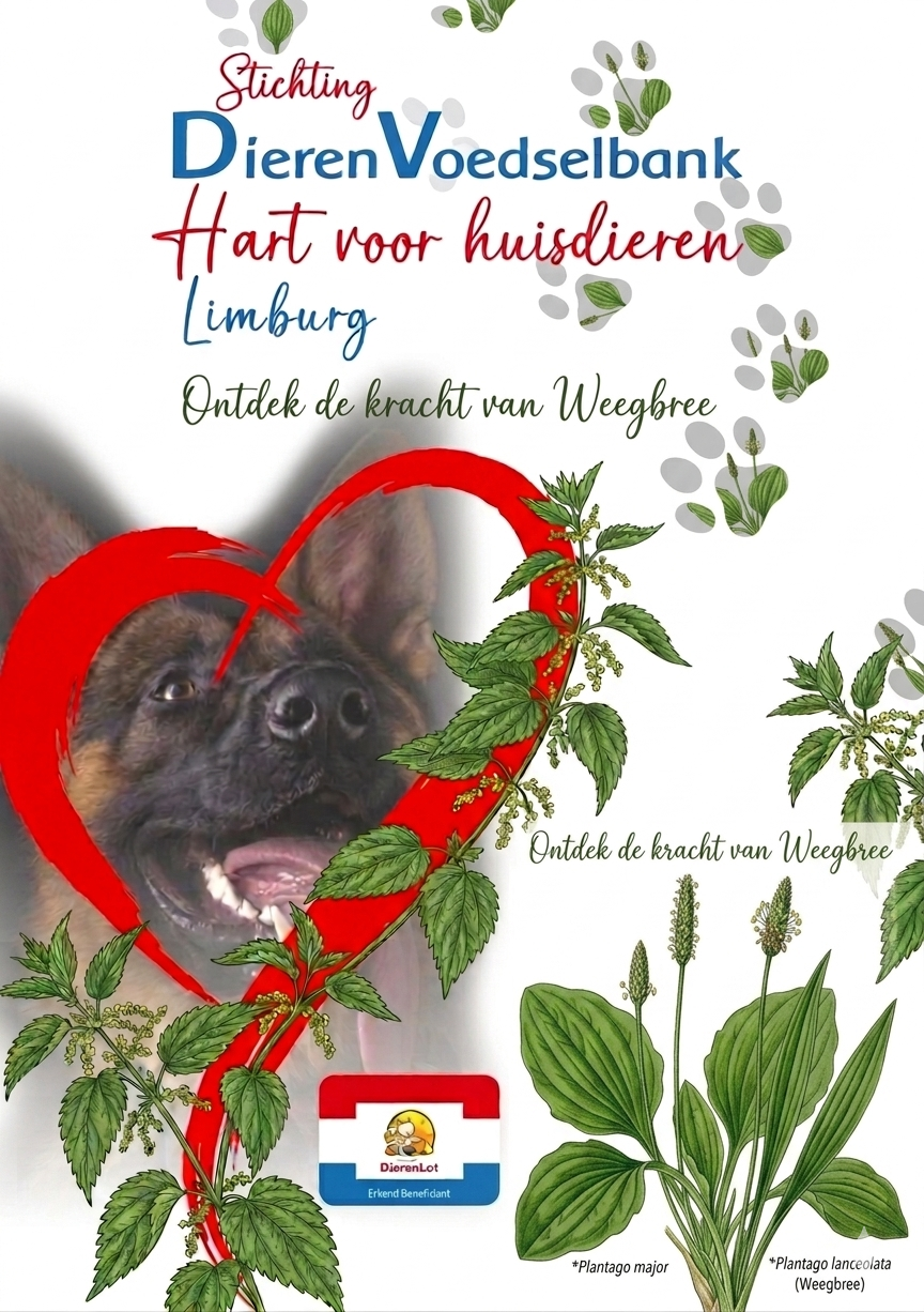 Moedernatuur weetje weegbree